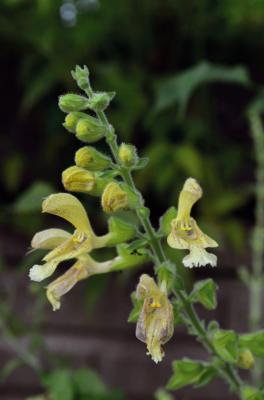 Sticky Sage
<em>Salvia glutinosa</em>