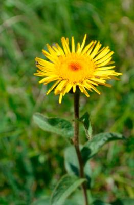 Odontites Luteus
<em>Inula hirta</em>