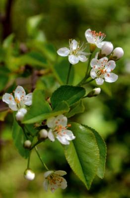 St Lucie Cherry
<em>Prunus mahaleb</em>