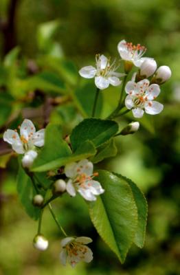 Ciliegio canino
<em>Prunus mahaleb</em>