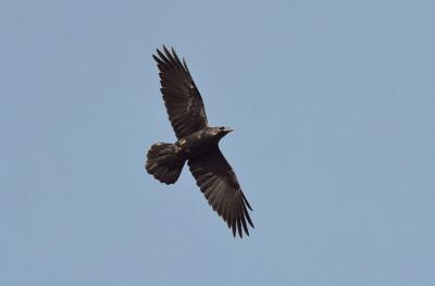 Kolkrabe
<em>Corvus corax</em>