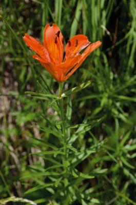 Orange Lily
<em>Lilium bulbiferum s.l.</em>