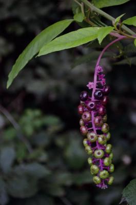 Cremesina uva-turca
<em>Phytolacca americana</em>