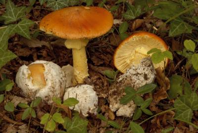 Caesar’s mushroom
<em>Amanita caesarea</em>