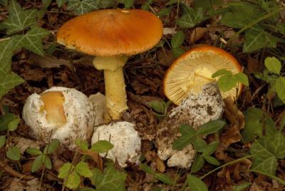 Amanite des Césars
<em>Amanita caesarea</em>