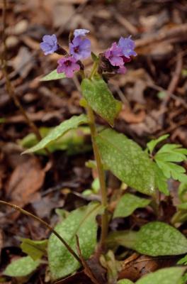 Polmonaria maggiore
<em>Pulmonaria officinalis</em>