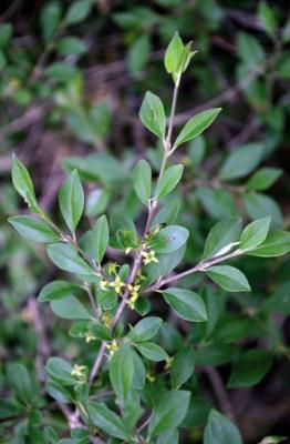 Nerprun des rochers
<em>Rhamnus saxatilis</em>