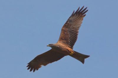 Black Kite
<em>Milvus migrans</em>