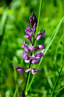 Südalpen-Kreuzblum
<em>Polygala pedemontana</em>